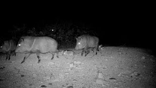 Javelina squadron with several babies [upl. by Yddet]