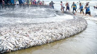 😱 fishing fish catching  woow amazing asian fishing technique never see that before \u00100 fishing [upl. by Niamor]