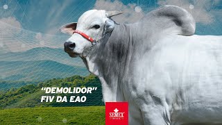 Demolidor FIV da EAO [upl. by Emera]