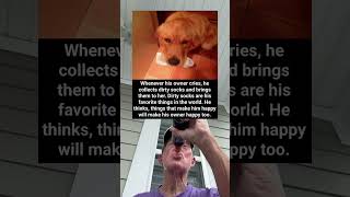 Whenever His Owner Cries This Dog Collects Dirty Socks And Brings Them To Her grandpa [upl. by Roxy]