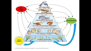 Ecological Niches Explained by a High Schooler [upl. by Eanyl121]