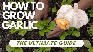 How To Grow Garlic  The Ultimate Guide  StepbyStep Tips for Successful Garlic [upl. by Ainig]