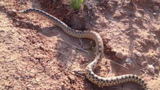 Rattlesnake and Bullsnake [upl. by Leunam874]