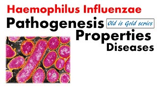 Haemophilus influenzae Microbiology  pathogenesis Culture lab diagnosis [upl. by Enilrek61]