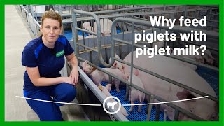 Why feed piglets with piglet milk [upl. by Fanchan]