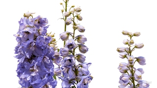 Timelapse Larkspur Flower Growing and Blooming Plant  Pflanzen Zeitraffer Rittersporn Delphinium [upl. by Edora486]