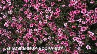 Leptospermum scoparium Garden Center online Costa Brava  Girona [upl. by Clute]