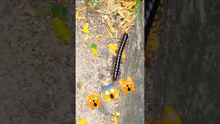 कीड़ा मिलीपीड 😨😱🐛 millipede millipedemarch millipedes kenno millipedetoy worm keeda कीड़ा [upl. by Arivle243]