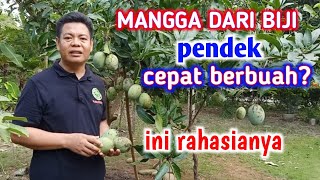 8 Cara Agar Mangga Dari Biji Pendek Dan Cepat Berbuah [upl. by Yggam]