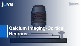 Calcium Imaging Of Cortical Neurons Using Fura2 AM l Protocol Preview [upl. by Attikin]