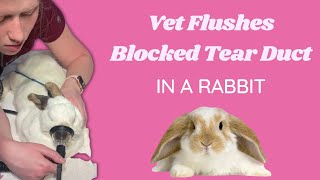 Veterinarian flushes blocked nasolacrimal tear duct in a rabbit  dacrocystitis treatment [upl. by Ajup]