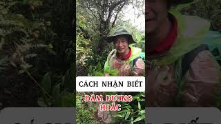 Cách nhận biết cây Lạc tân phụ nhầm Dâm dương hoắc [upl. by Damal]