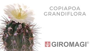 Copiapoa grandiflora [upl. by Llerrit]