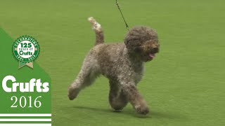 Best of Breed  Lagotto Romagnolo  Crufts 2016 [upl. by Galer]