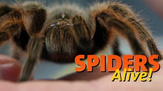 Spiders Alive  Spider Facts 101 [upl. by Enelhtak]