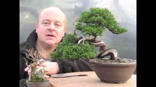 Shohin Bonsai Demonstration by Graham Potter [upl. by Nosrac8]