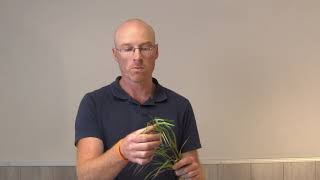 Grass Weed Identification Part 3  Sterile Barren Brome Bromus Sterilis [upl. by Eleinad]