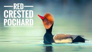 RED CRESTED POCHARD  Voice  Flight  Action  Behaviour [upl. by Aztiraj124]