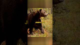 Man smashes into a bear joerogan bears insane [upl. by Aelegna]