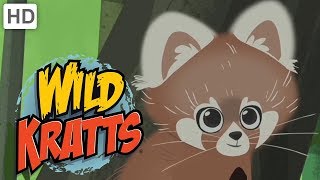 Wild Kratts  Discover Pandas and More Bears [upl. by Li]