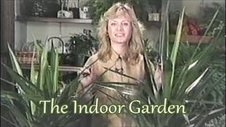 How to Care for a Yucca Plant Indoors [upl. by Atekram341]