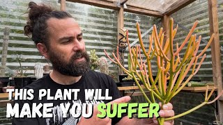 The most poisonous succulent plants and why you should grow them [upl. by Laveen660]