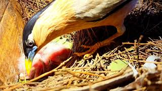 Brahminy Myna Starling feeding and caring chicks [upl. by Bord]