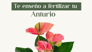 Te enseño a fertilizar tu Anturio [upl. by Anilag525]