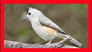 Blackcrested Titmouse Song Call Sound  Carbonero crestinegro Canto  Baeolophus Atricristatus [upl. by Reteip]