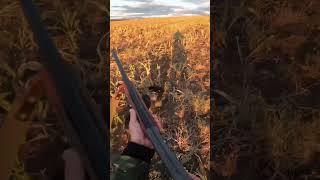 quail drahthaar hunting killshot shorts huntingmemories მწყერი დრათჰაარი ნადირობა [upl. by Ardnuhs]