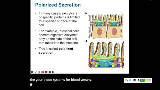 Protein Trafficking 5 Endocytosis and Exocytosis [upl. by Zetta]