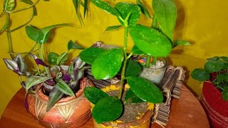 peperomia indoor plant ☘️😍💫houseplants indoorplants gardenplants foryou [upl. by Nave596]