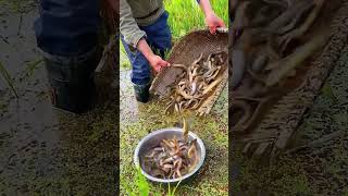 The process of catching loaches in paddy fields [upl. by Lanti]