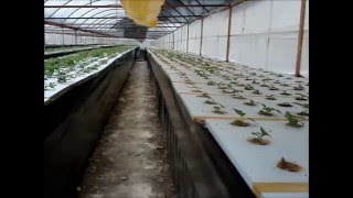 AEROPONIC POTATO TUBER PRODUCTION wmv [upl. by Nevur]