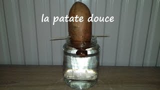 2 methodes pour faire germer la patate douce  étape 1 [upl. by Htebazila]