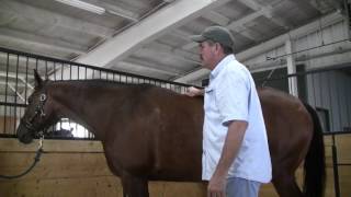 Masterson Minute Thoracic Wiggle [upl. by Brandice]