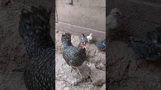 chicken amp her babies hang out together shorts youtubeshorts breeding chickens [upl. by Esirrehc927]