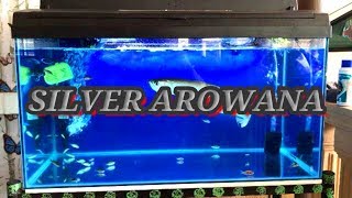 Setup Arowana Tank MALAYSIA  EPISODE 18 [upl. by Salazar]