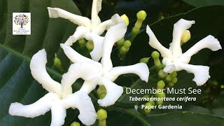 Tabernaemontana cerifera Paper Gardenia  December Must See [upl. by Odlanyar135]