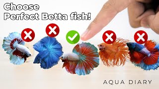 How To Choose A Best Betta Fish [upl. by Carolee]