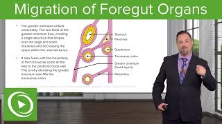 Foregut Organs Omentum amp Mesenteries – Embryology  Lecturio [upl. by Astto]