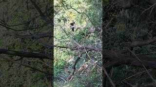 Salita sull’albero caduto arrampicandomi sugli ultimi rami e camminando fino ad arrivare in strada [upl. by Ahsirat]