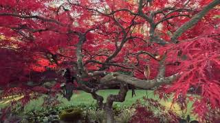 An incredible Japanese Lace leaf maple Acer palmatum dissectum with amazing fall color in November [upl. by Ameehsat613]