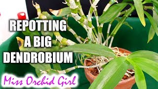 Repotting one of my oldest Orchids  a big Dendrobium [upl. by Fanechka]