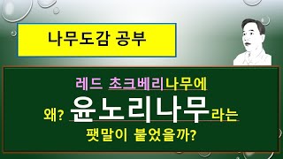 윤노리나무는 어떤 나무일까  윤노리나무 vs 레드 초크베리 vs 블랙초크베리 [upl. by Richmound]