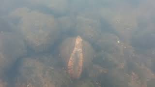 Amazing River Mussel fish lure [upl. by Lenneuq]