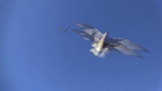 Angry arctic tern Sterna paradisaea [upl. by Elatnahc]