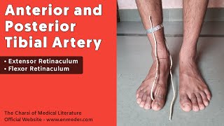 Retinaculum of Lower Limb  TCML Anatomy [upl. by Asset]