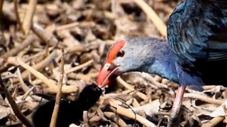 Purple Swamphen feeding chick 🐥  Swamp birds  Wetland birds in India [upl. by Ulu]