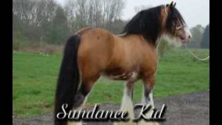 GypsyMVP June 2009 Introduction to the Gypsy Vanner Horse Breed [upl. by Aical732]